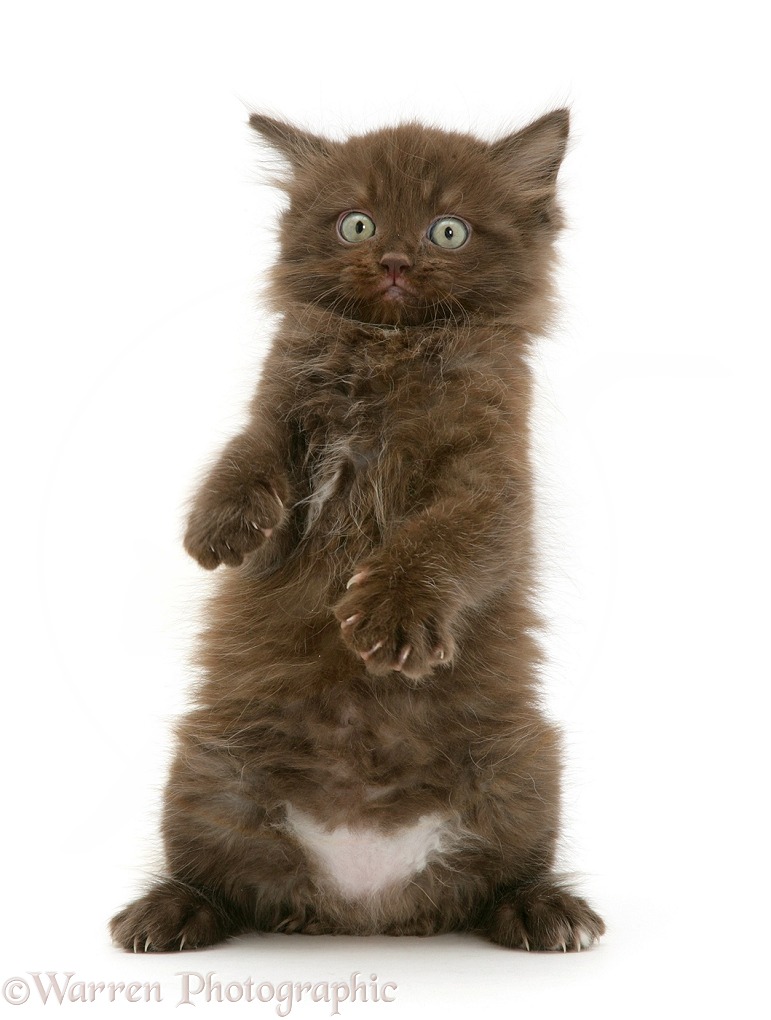 Chocolate kitten, Cocoa, dancing on hind legs, white background