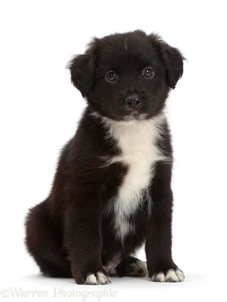 Black-and-white Miniature American Shepherd puppy, 5 weeks old, white background