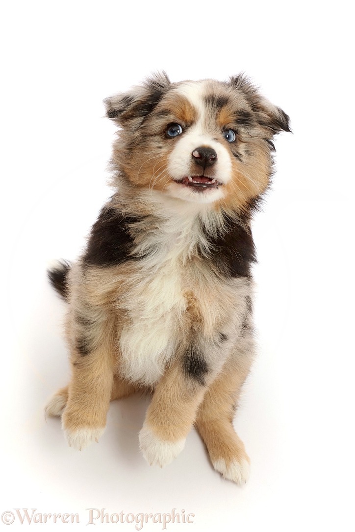 Mini American Shepherd puppy, 7 weeks old, jumping up, white background