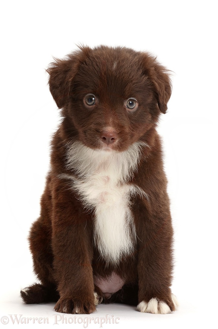 Chocolate-and-white Miniature American Shepherd puppy, 5 weeks old, white background