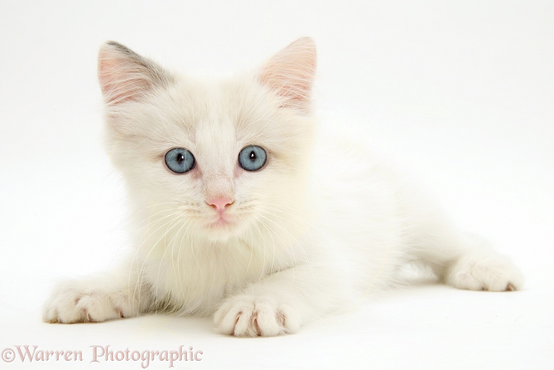 Blue-eyed Ragdoll kitten, white background