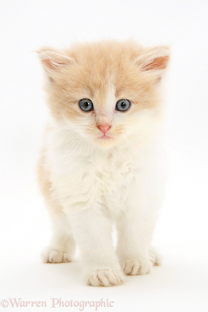 Ginger-and-white Persian-cross kitten standing, white background
