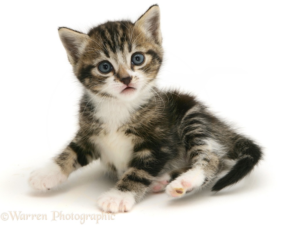 Tabby-and-white kitten, white background