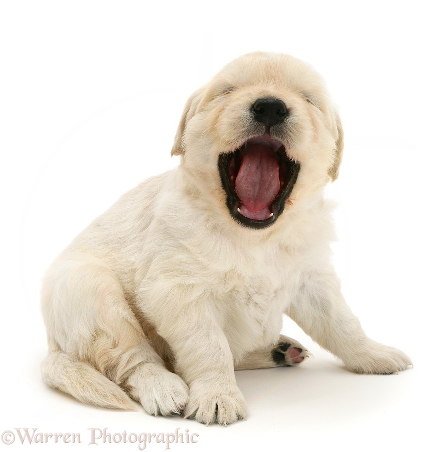 Sleepy Golden Retriever pup, yawning, white background