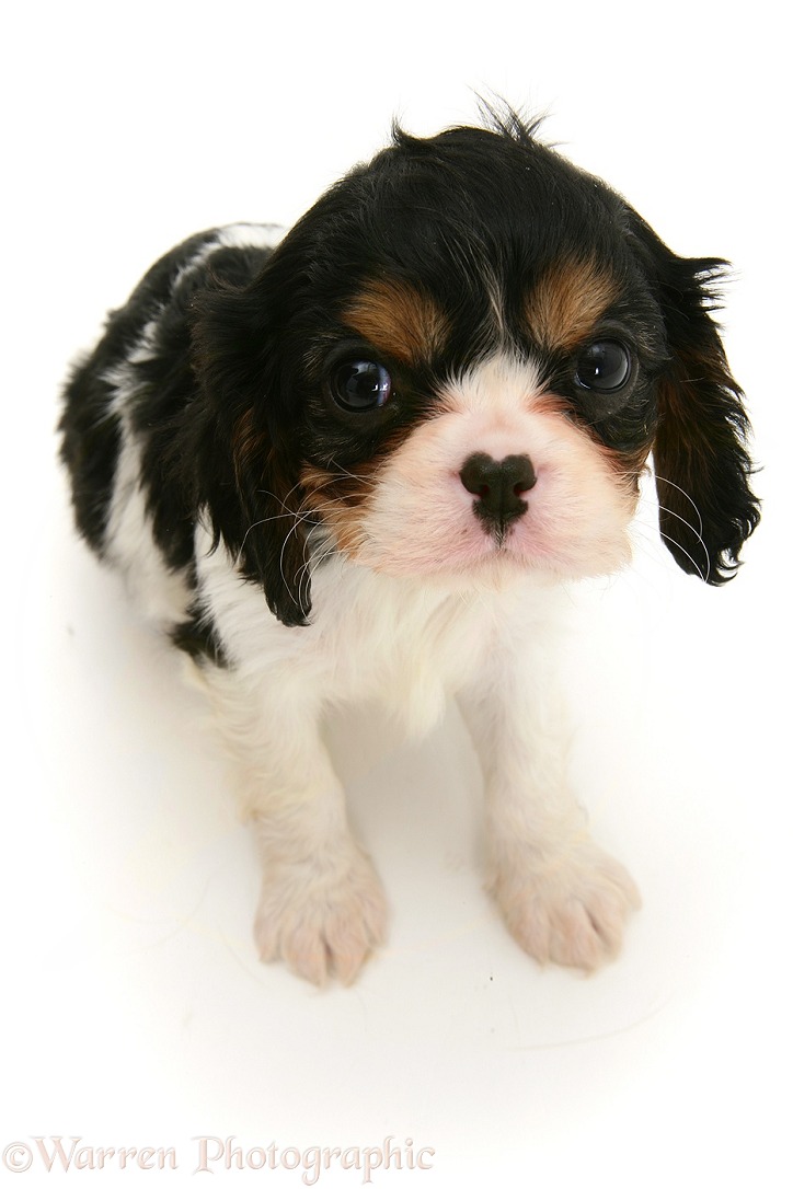 Cavalier King Charles Spaniel puppy, white background