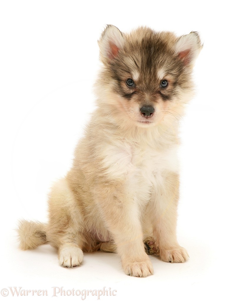 Utonagan puppy, white background