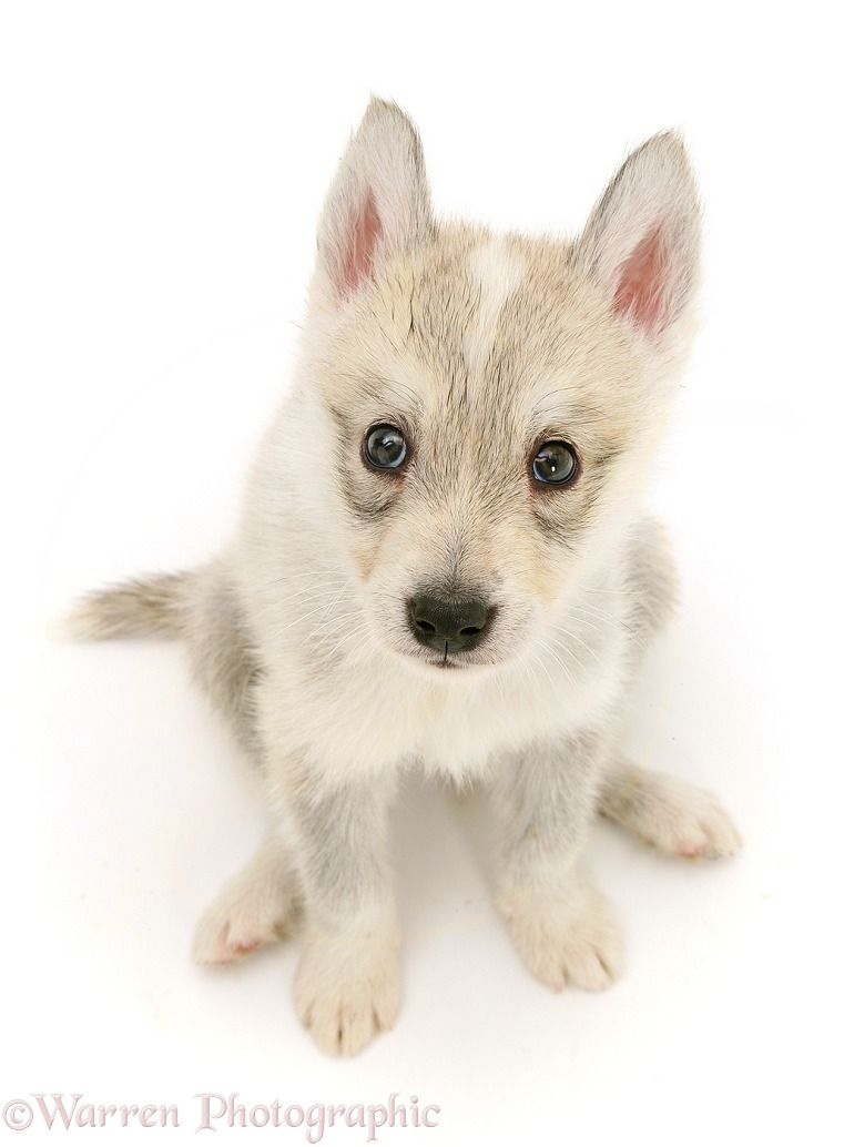 Wolf hybrid puppy, white background