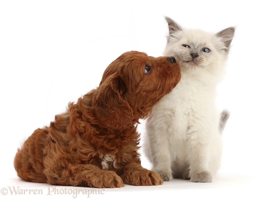 Red Cavapoo puppy, 7 weeks old, trying to kiss Ragdoll cross kitten, 8 weeks old, who looks most indignant, white background