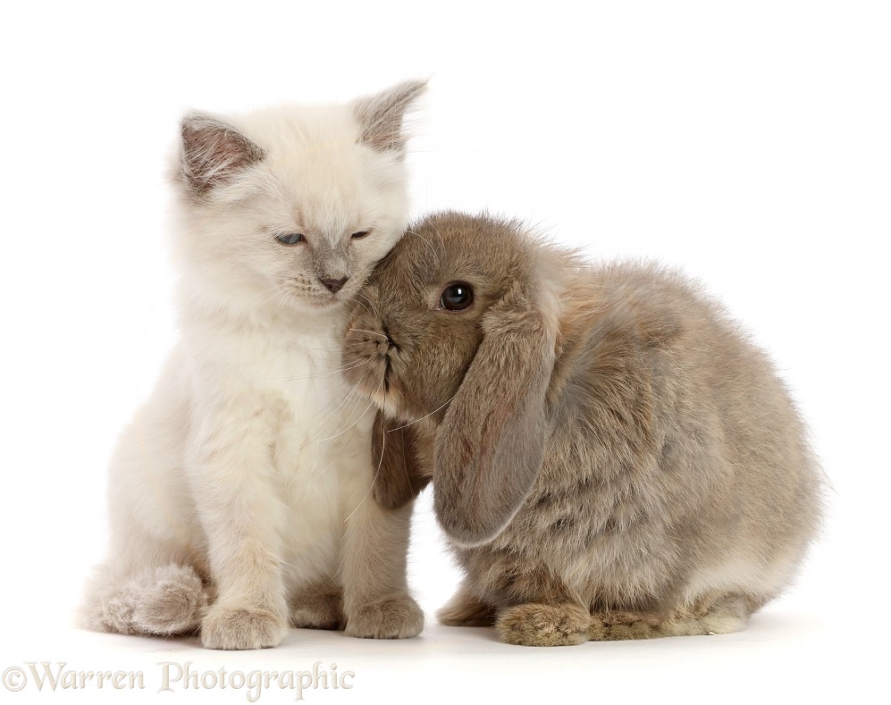 Ragdoll cross kitten, 8 weeks old, and grey lop bunny, white background
