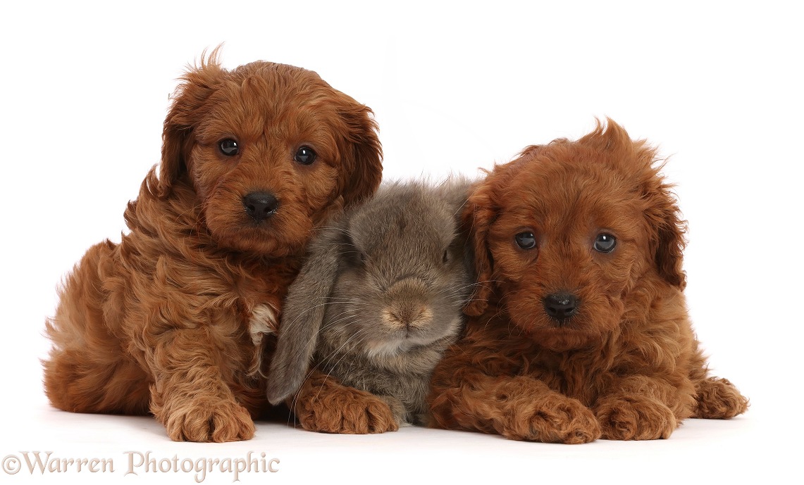 Red Cavapoo puppies, 7 weeks old, and grey Lop rabbit, white background