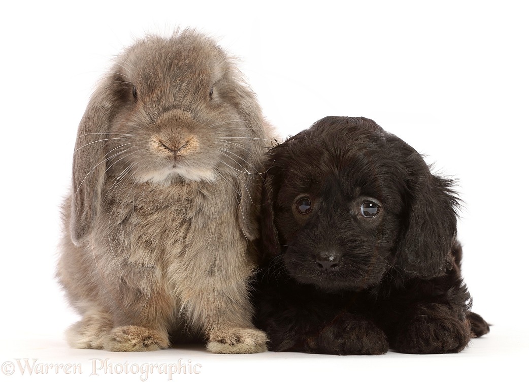 Black Cavapoo puppy, 7 weeks old, and grey Lop rabbit, white background
