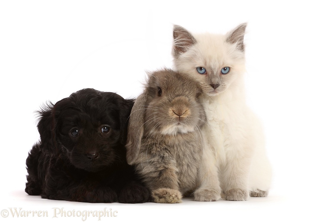 Black Cavapoo puppy, 7 weeks old, with Ragdoll cross kitten, 8 weeks old, and grey Lop rabbit, white background