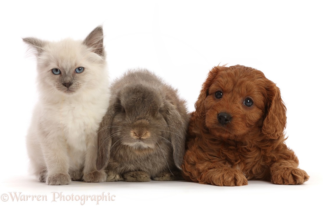 Red Cavapoo puppy, 7 weeks old, with Ragdoll cross kitten, 8 weeks old, and grey Lop rabbit, white background