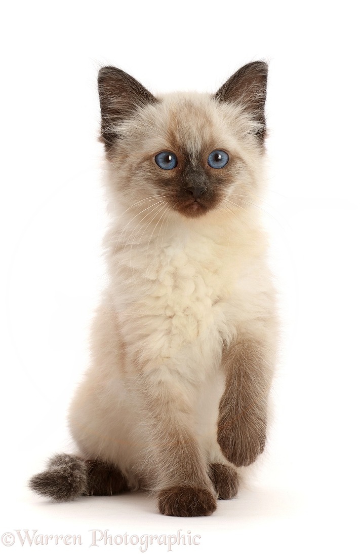 Ragdoll cross kitten, 8 weeks old, sitting, white background