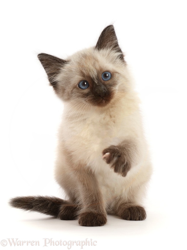 Ragdoll cross kitten, 8 weeks old, sitting and pointing a paw, white background
