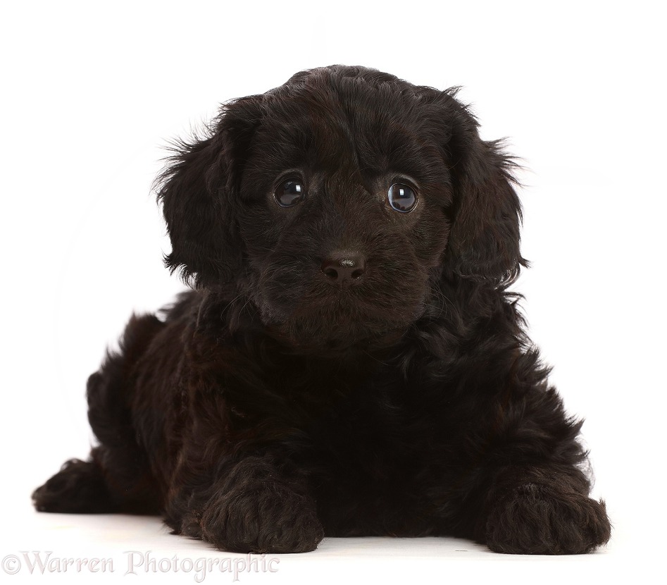 Black Cavapoo puppy, 7 weeks old, white background