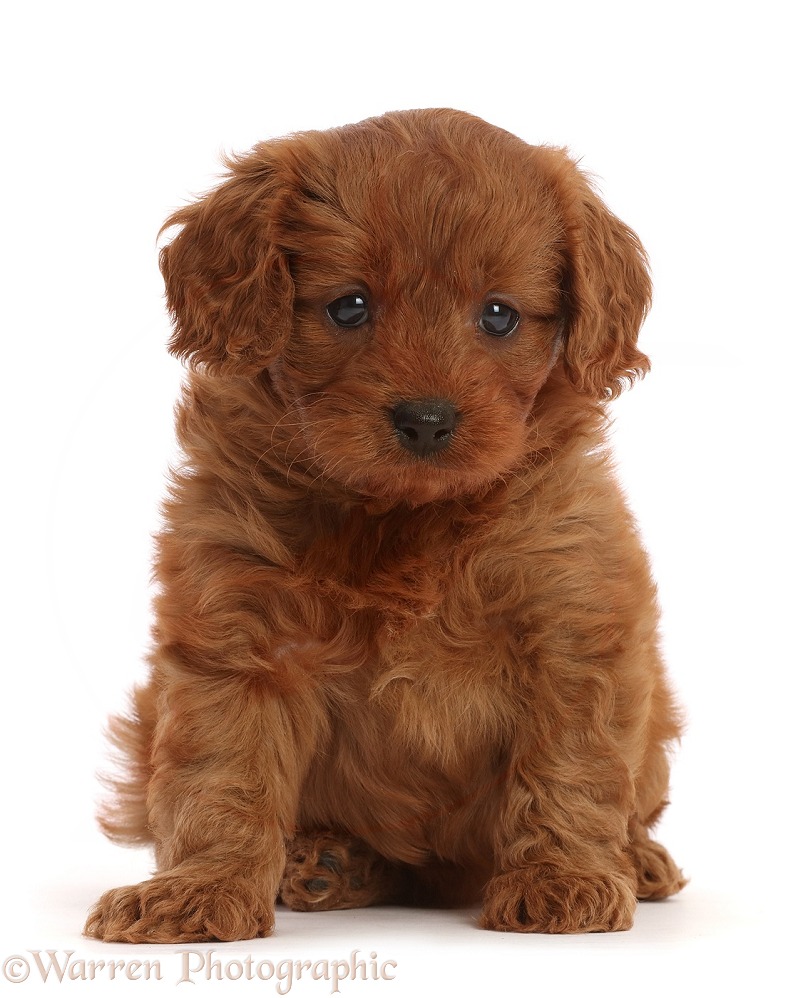 Red Cavapoo puppy, 7 weeks old, white background