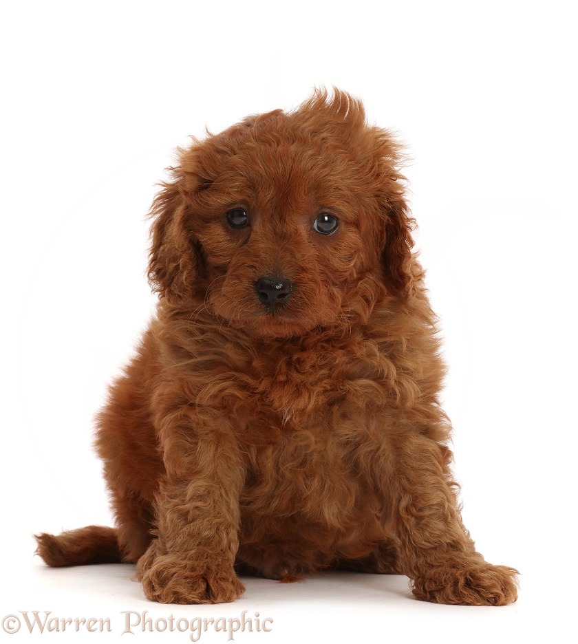 Red Cavapoo puppy, 7 weeks old, white background