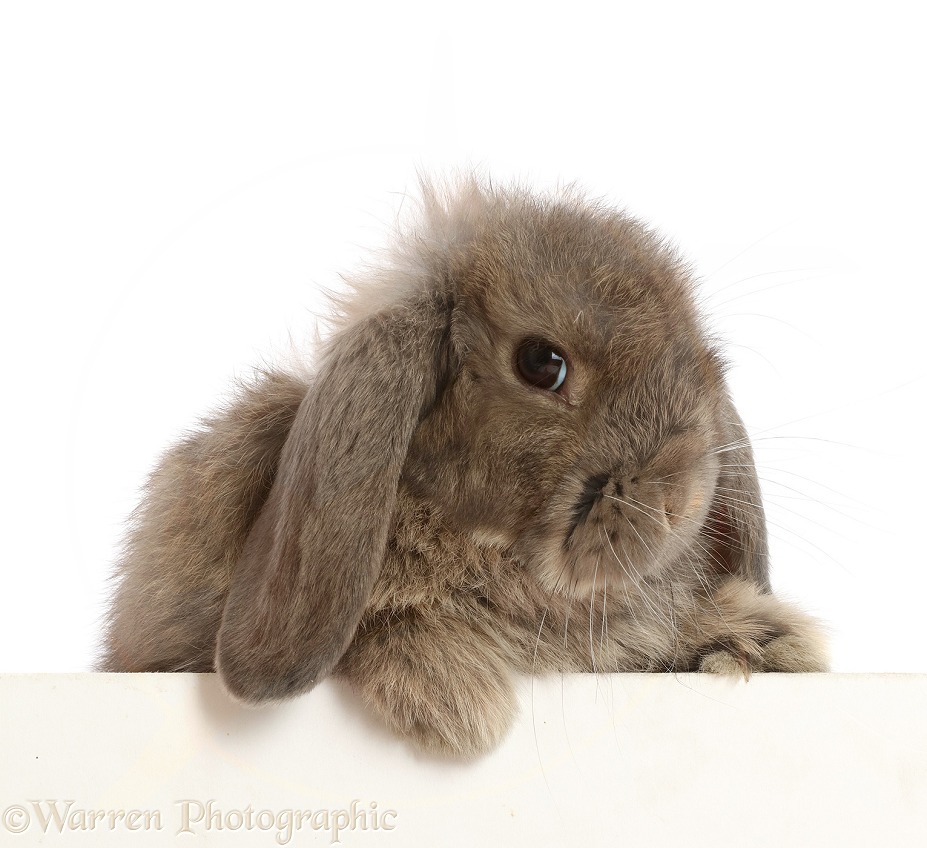 Grey Lop rabbit, 12 weeks old, paws over, white background