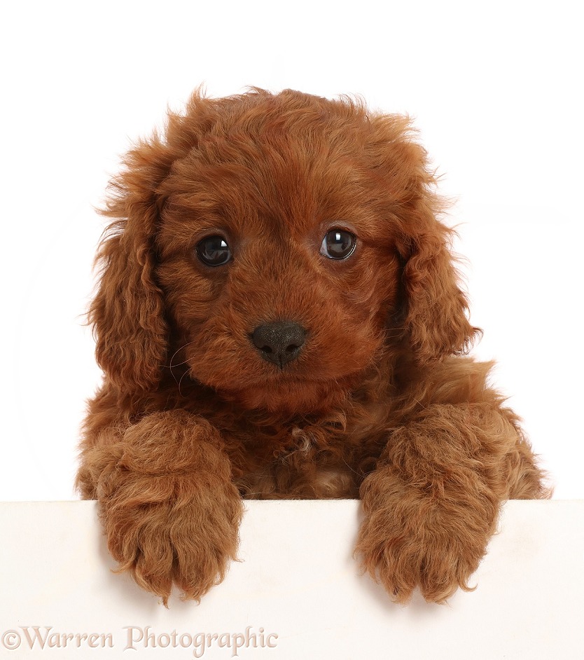 Red Cavapoo puppy, 7 weeks old, paws over, white background