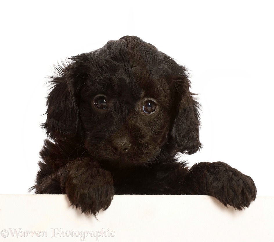Black Cavapoo puppy, 7 weeks old, paws over, white background