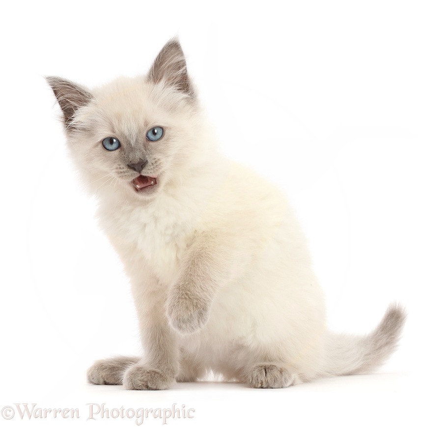 Ragdoll cross kitten, 8 weeks old, white background