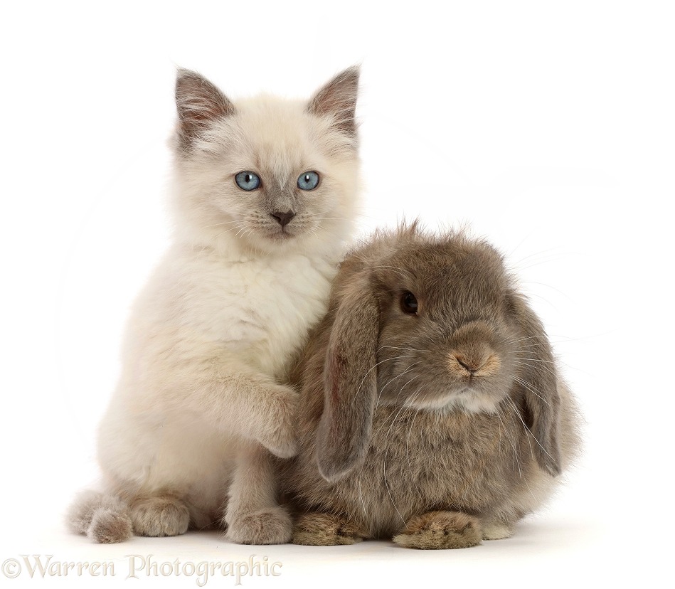 Ragdoll cross kitten, 8 weeks old, and grey lop bunny, white background