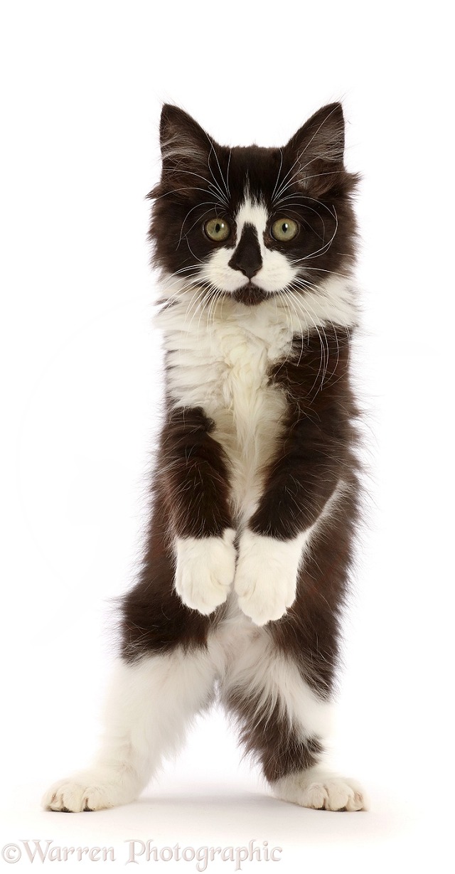 Black-and-white kitten standing up with raised paws, white background