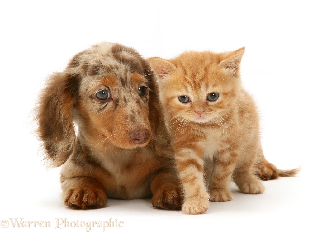 Chocolate Dapple Miniature Long-haired Dachshund pup with British Shorthair red tabby kitten, white background