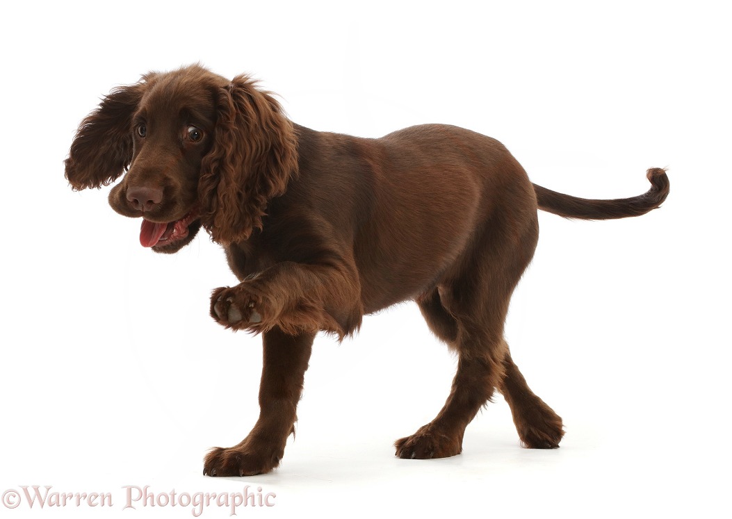 Chocolate working Cocker Spaniel puppy, 11 weeks old, pointing with paw, white background
