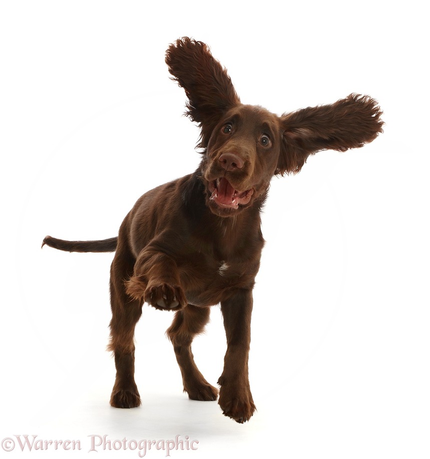 Chocolate working Cocker Spaniel puppy, 11 weeks old, jumping up with ears flapping, white background