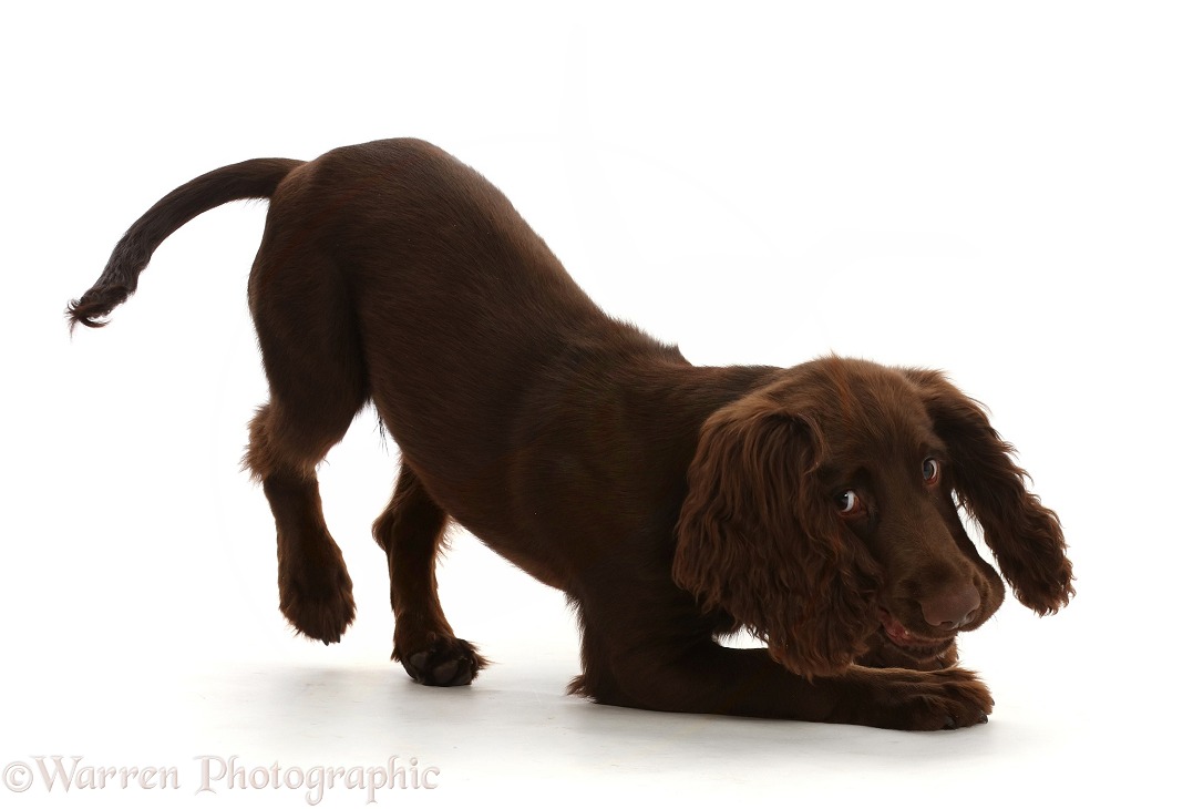 Chocolate working Cocker Spaniel puppy, 11 weeks old, in play-bow stance, white background