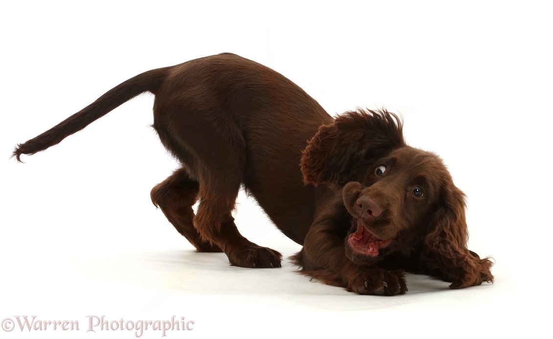 Chocolate working Cocker Spaniel puppy, 11 weeks old, in play-bow stance, making a funny face, white background