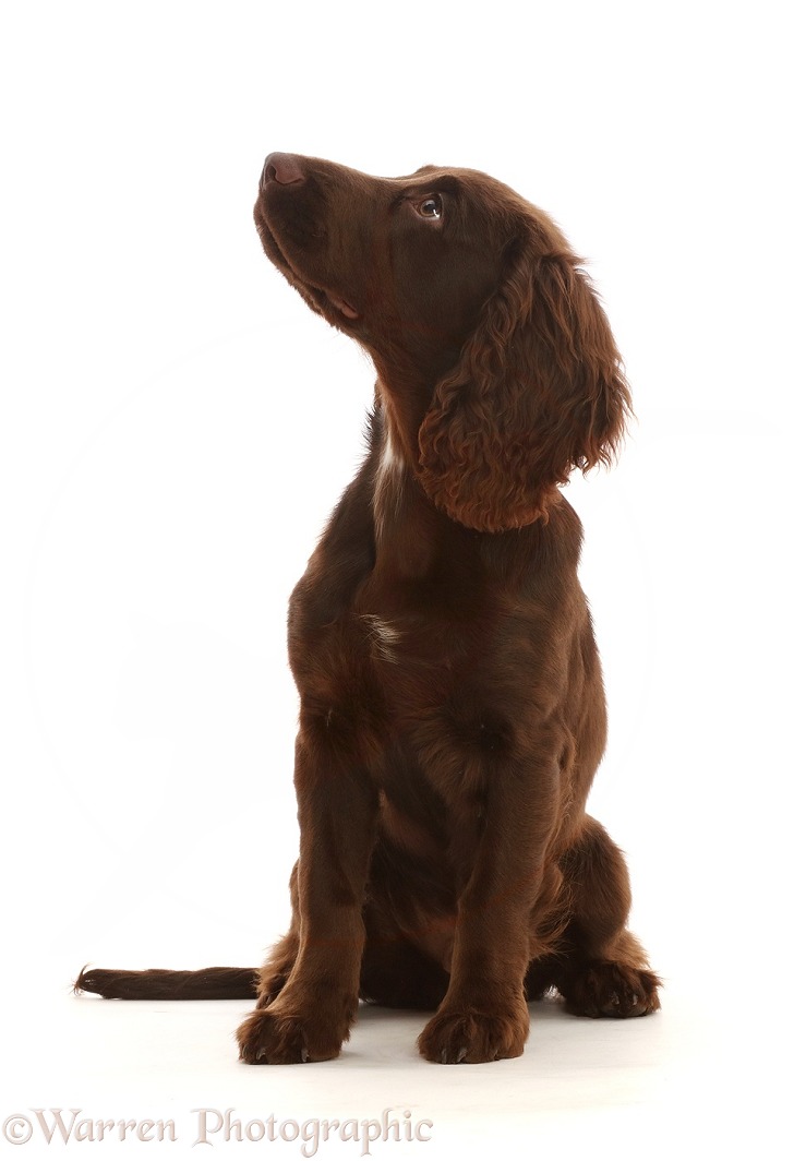 Chocolate working Cocker Spaniel puppy, 11 weeks old, sitting looking up profile, white background