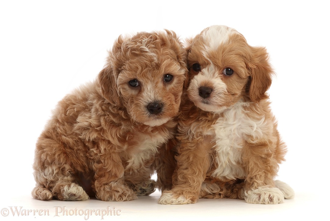 Cavapoochon puppies, 6 weeks old, white background