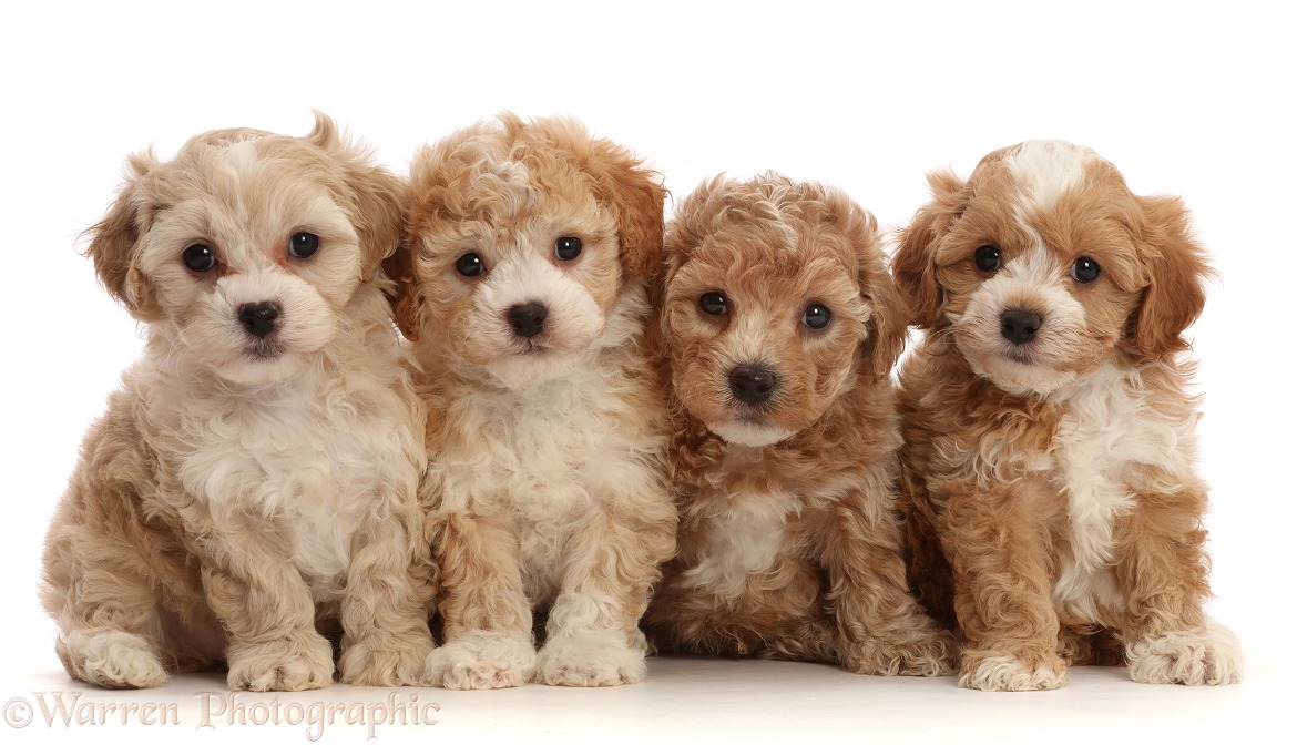 Four Cavapoochon puppies, 6 weeks old, white background