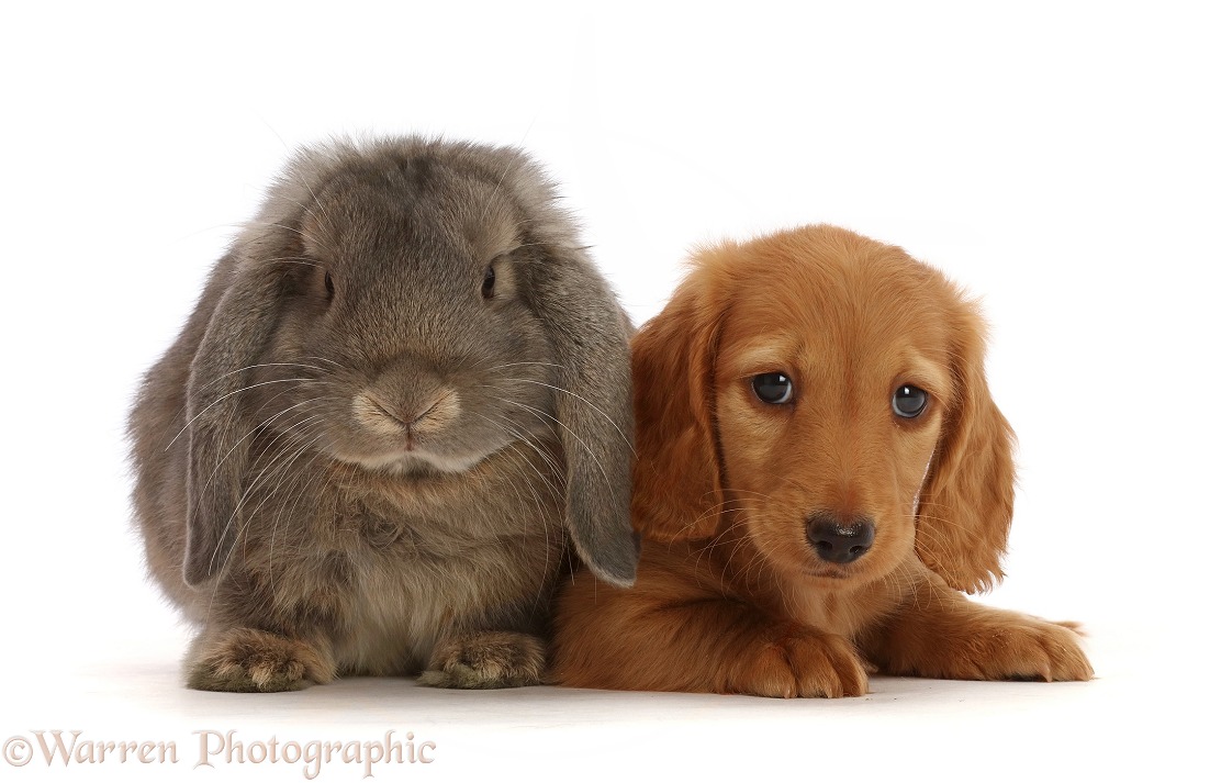 Cream Dachshund puppy, 7 weeks old, and grey Lop bunny, white background