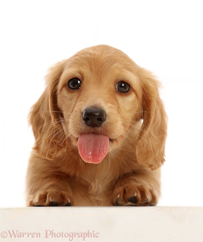 Cream Dachshund puppy, 7 weeks old, paws over, tongue out, white background