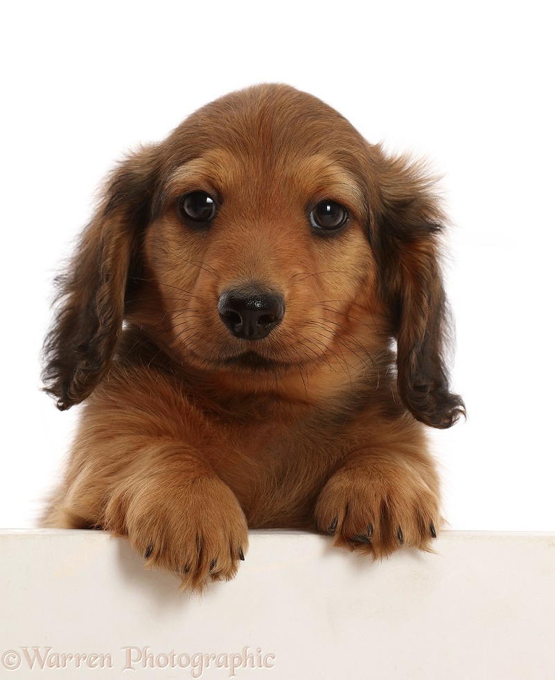 Cream shaded Dachshund puppy, 7 weeks old, paws over, white background