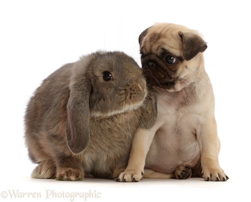Fawn Pug puppy, 8 weeks old, and grey Lop bunny, white background