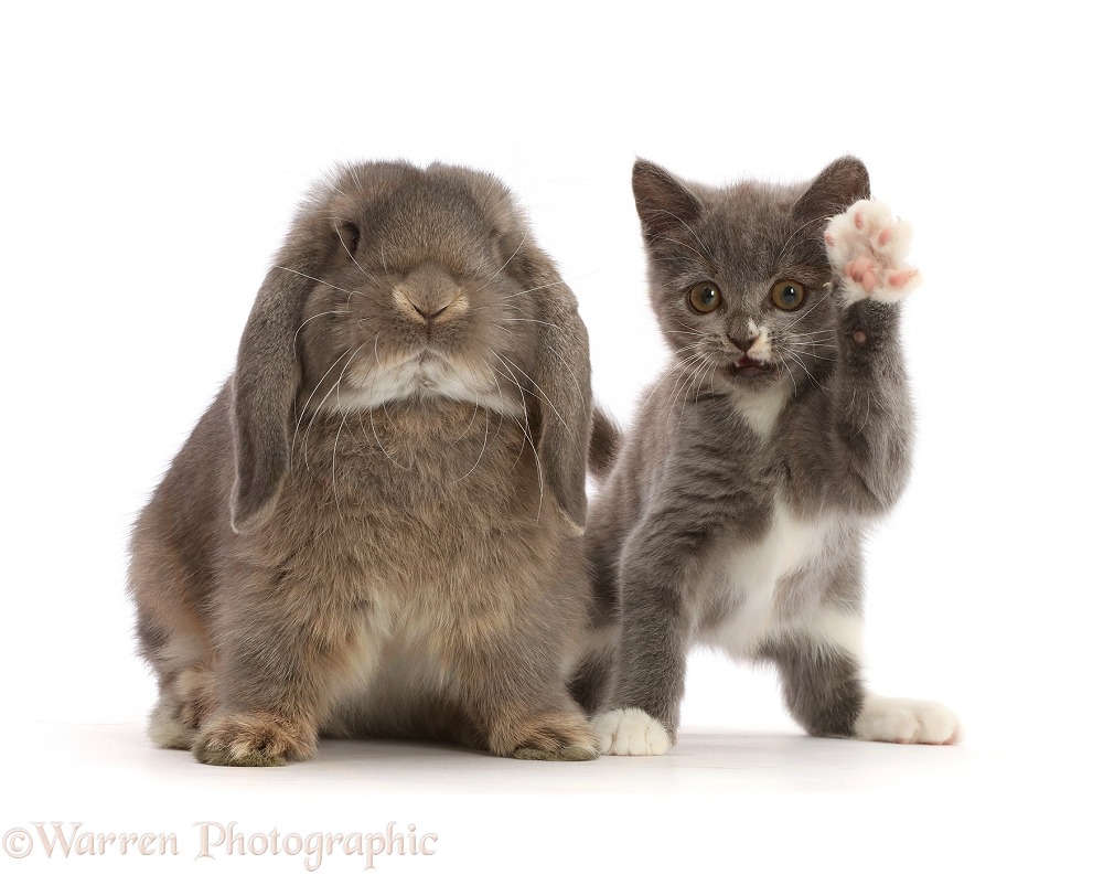 Blue-and-white Ragdoll-cross kitten, 11 weeks old, and grey Lop bunny, white background