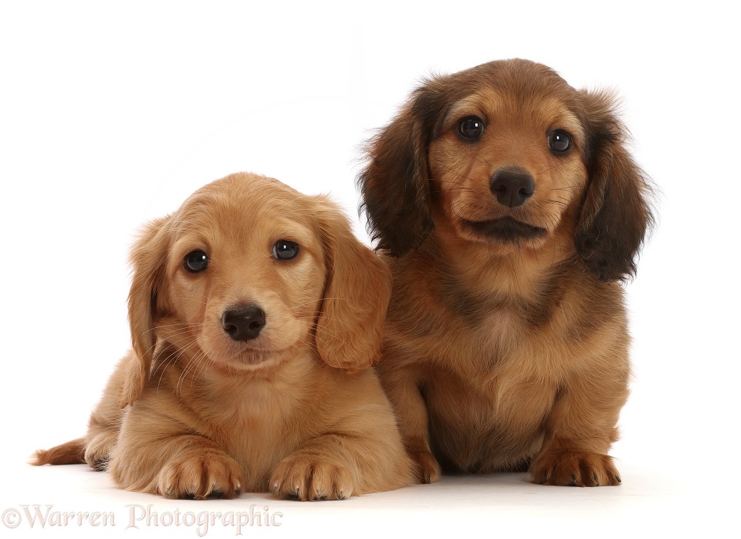 Cream and Cream Shaded Dachshund puppies, 7 weeks old, white background
