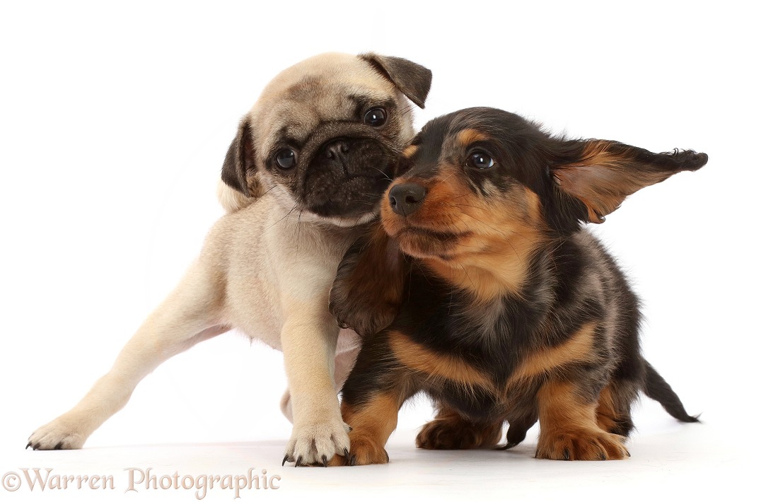 Silver Dapple Dachshund puppy, 7 weeks old, and Fawn Pug Puppy, 8 weeks old, white background