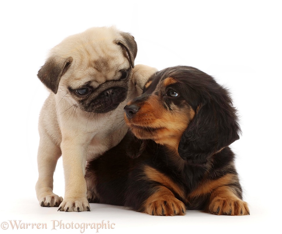 Silver Dapple Dachshund puppy, 7 weeks old, and Fawn Pug Puppy, 8 weeks old, white background