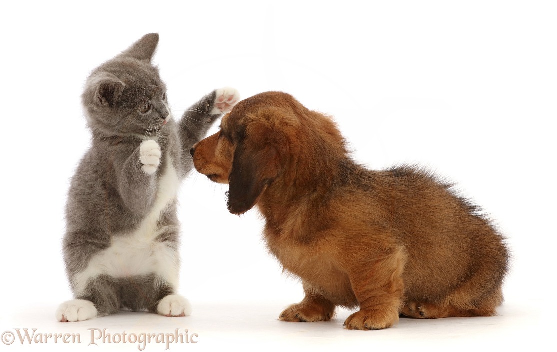 Blue-and-white Ragdoll-cross kitten, batting at Dachshund puppy, white background