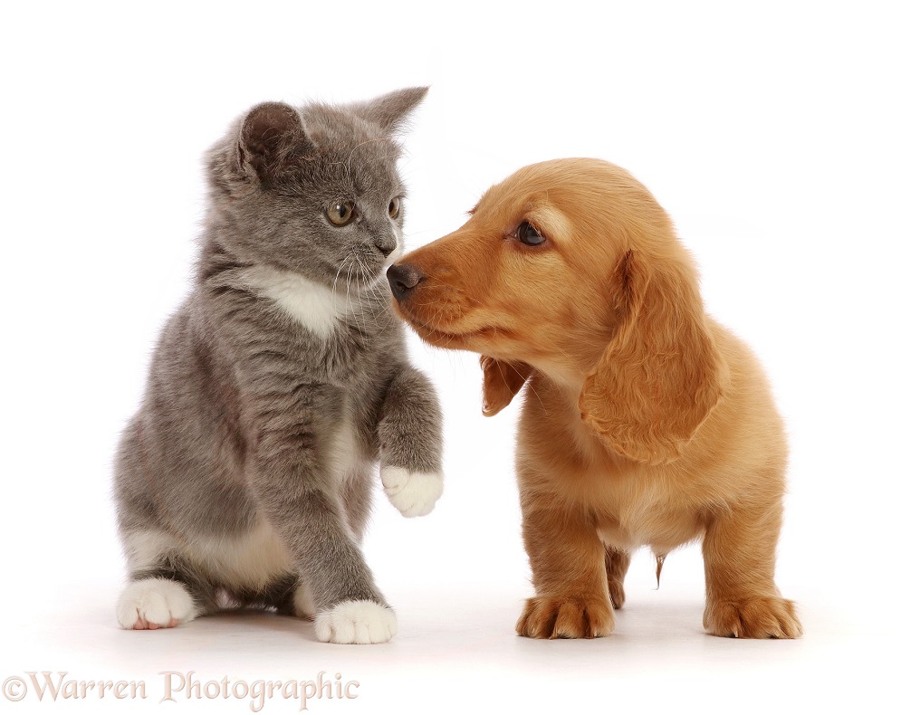 Cream Dachshund puppy, nose to nose with Blue-and-white Ragdoll-cross kitten, white background