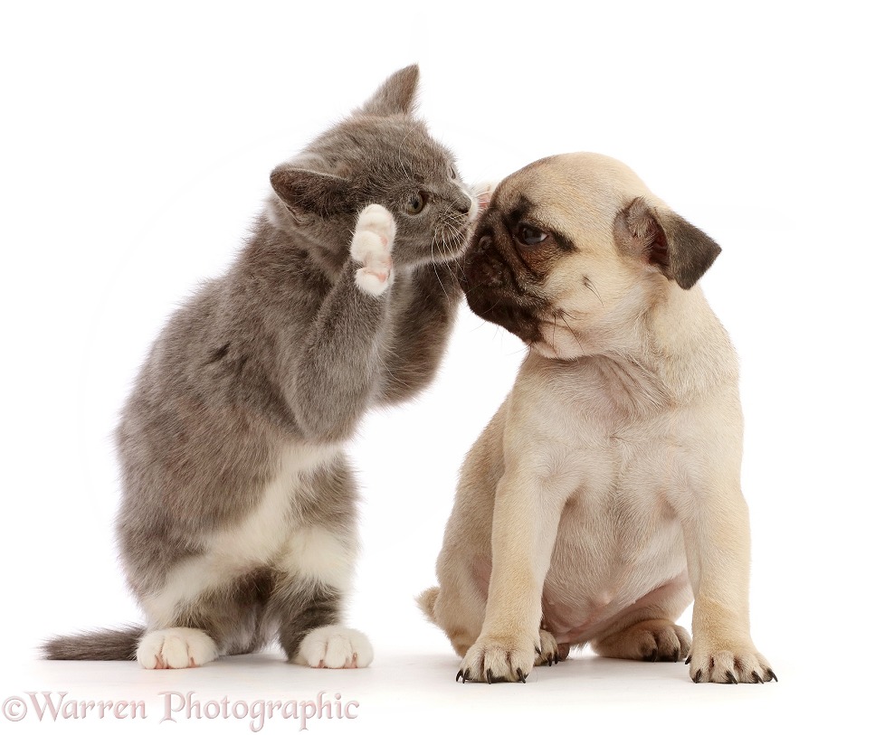 Blue-and-white kitten kissing fawn Pug puppy, white background
