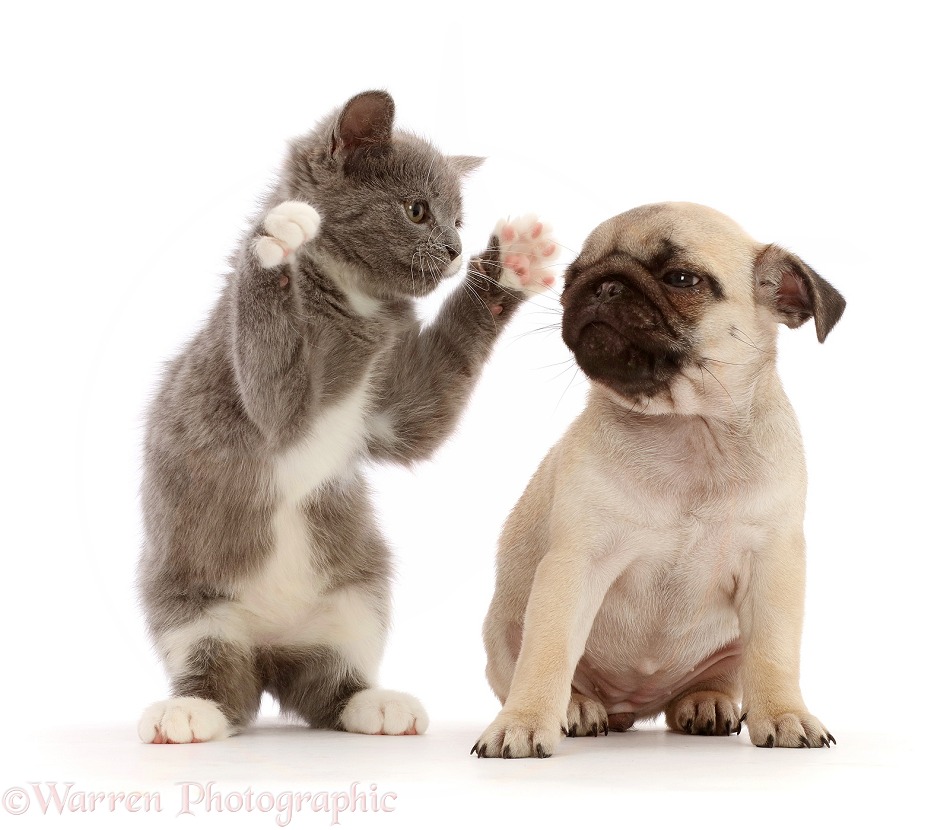 Blue-and-white kitten dabbing at fawn Pug puppy, white background