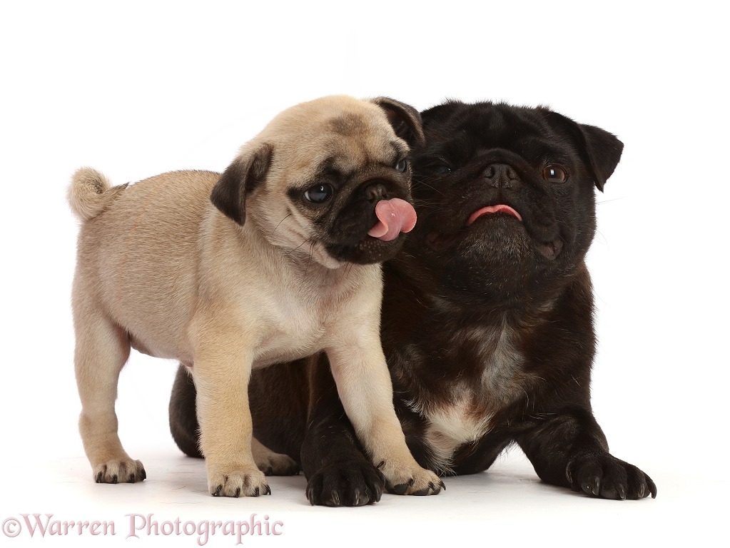 Black Pug and Fawn puppy with tongues out, white background