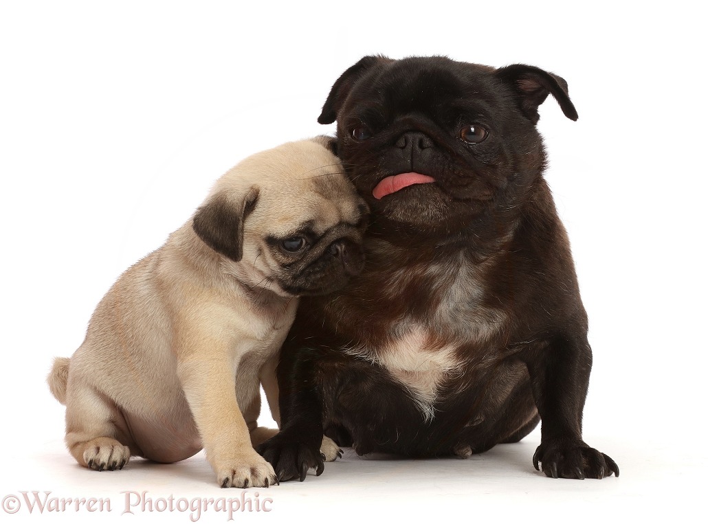 Black Pug with tongue out, and Fawn puppy, white background